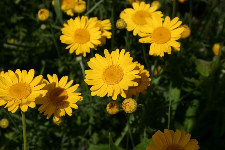 yellow flowers with tiny leaves grow in a garden