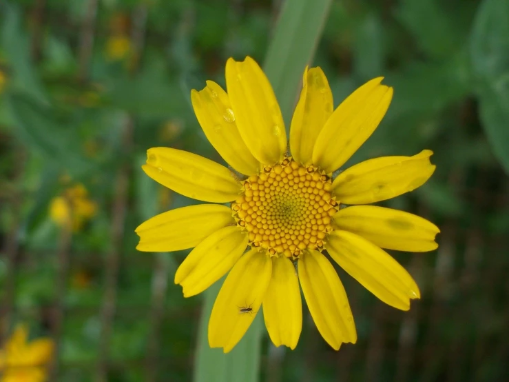 yellow flower that appears to be very large