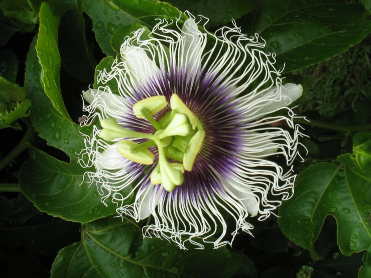 a white and purple flower surrounded by green leaves