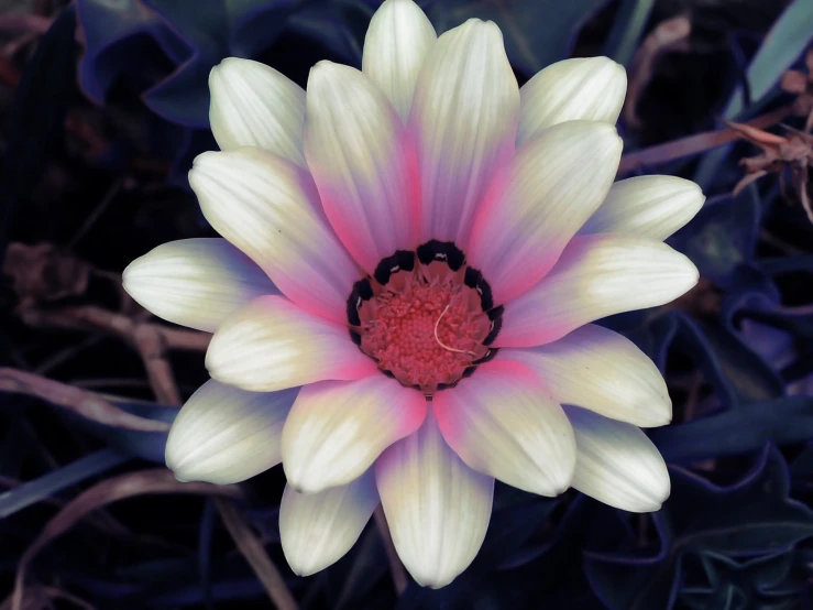 an open, white flower with a red center is surrounded by green foliage