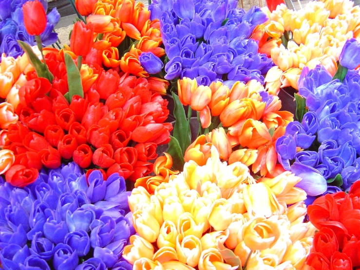 colorful flowers laid out in rows for sale