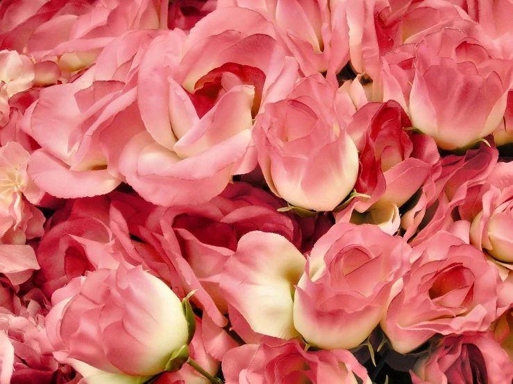 a bunch of pink roses all with their petals blooming