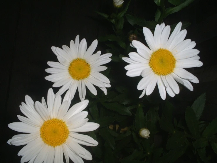 closeup of daisies in flower pot with leaves