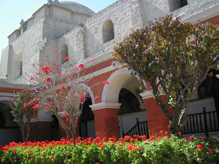 red and white flowers bloom in front of an ornate building