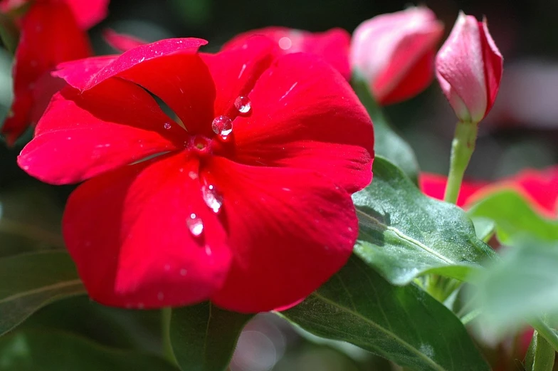 a close up of a red flower on a green stalk