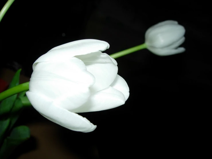 a couple white flowers on top of a table