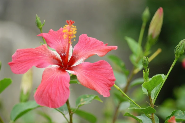 a pink flower in bloom near some green leaves