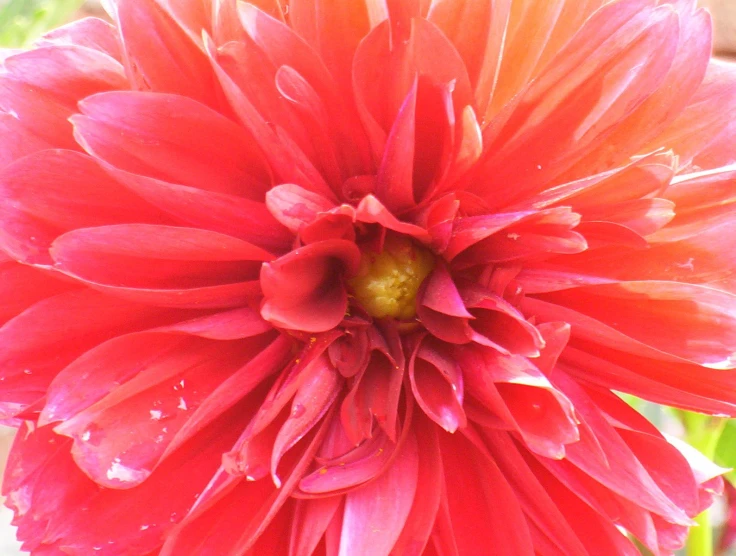 a big flower sitting on top of a lush green plant