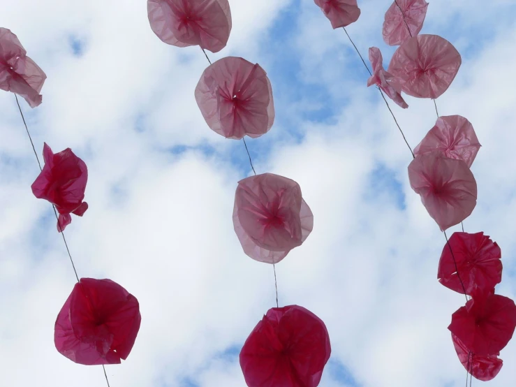 pink flowers in the sky hanging from a line