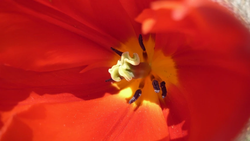 a close up view of an orange flower