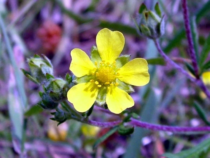 closeup of a yellow flower in a field