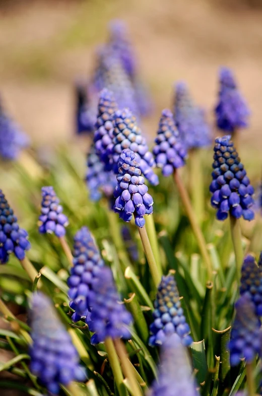 a bush of wild blue flowers growing in the grass