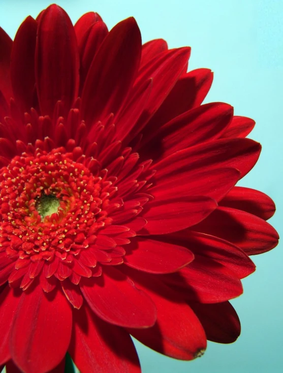 close up view of a very bright red flower