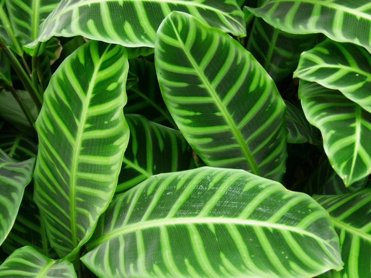 large leaves with green streaks in the center