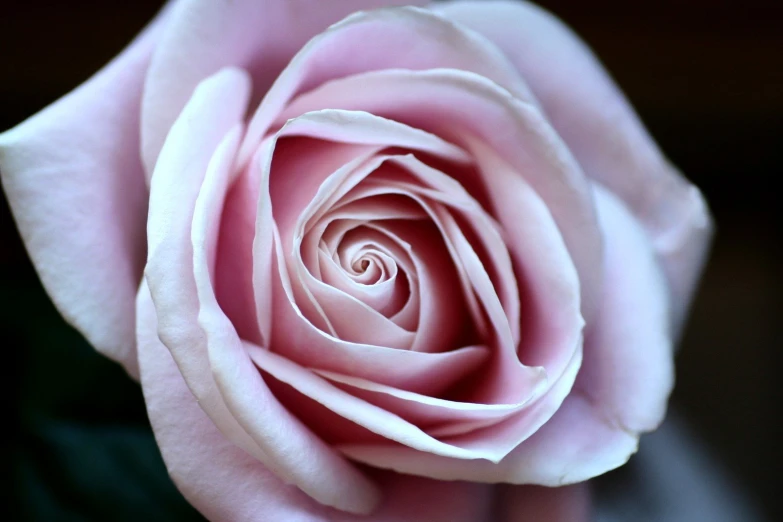 a pink rose with a black background