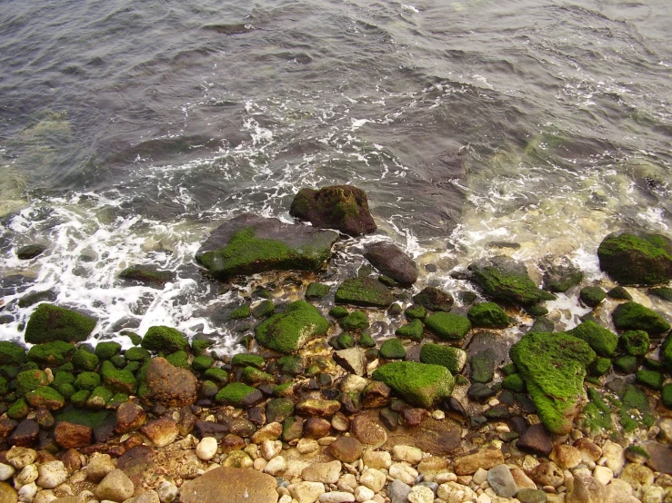 the rocks in the water are full of algae