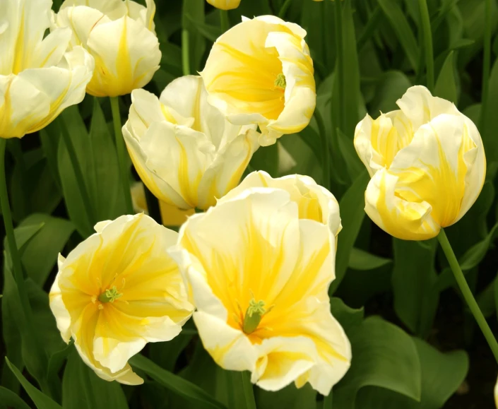 a very pretty yellow and white flower near green leaves