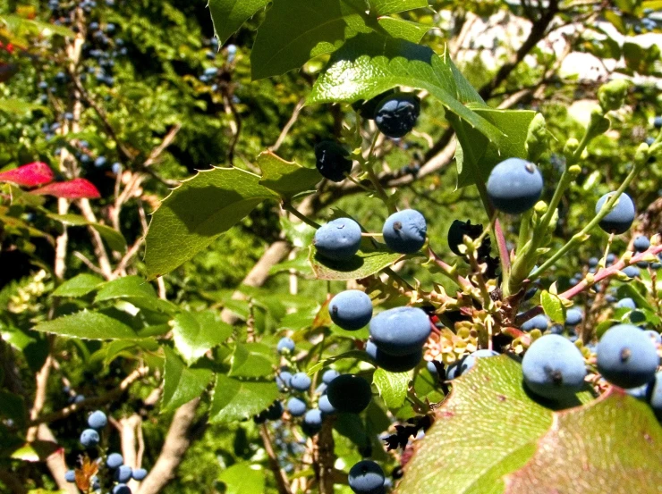 berries on a tree with leaves are growing