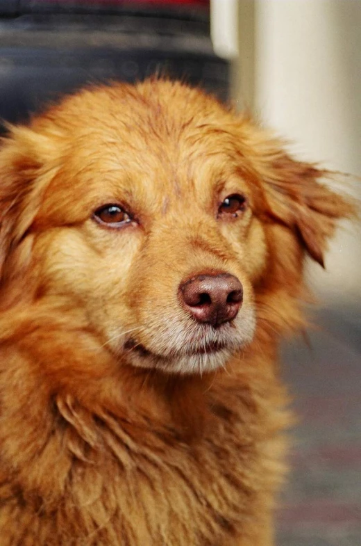 a red fluffy dog stares at the camera