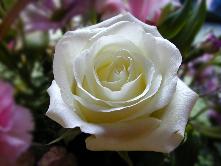 the white rose has very small petals around it