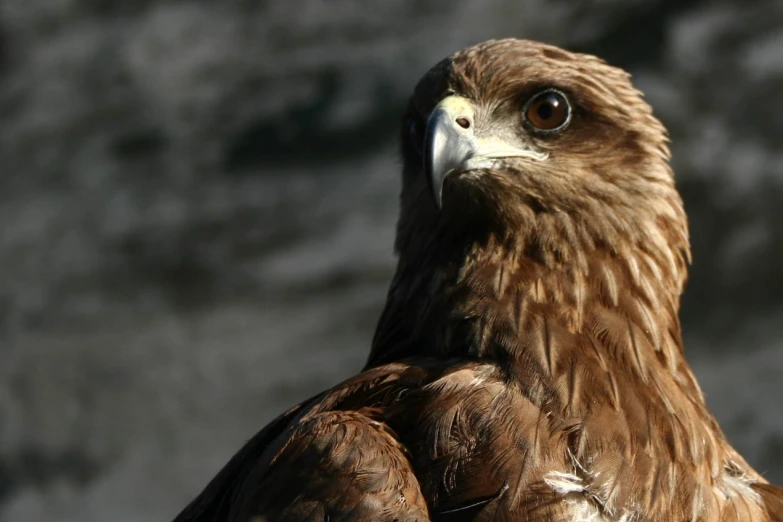 a close up of a bird on top of a rock