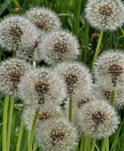 a number of dandelions that are blooming