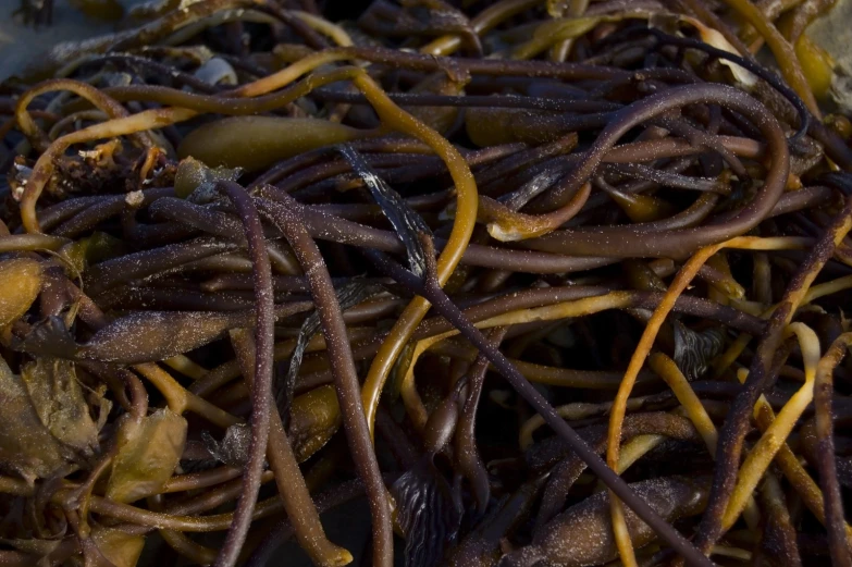 many clumps of brown beans in a metal container