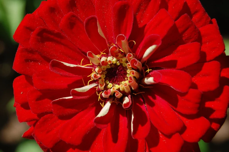 closeup of the middle end of a bright red flower