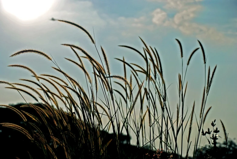 grass and sky in the background with one airplane flying