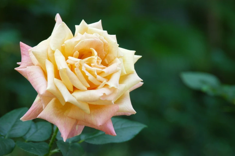 a peach colored rose blooming in the midst of leaves