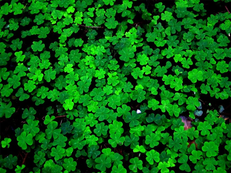 several large green clovers that are all over the ground