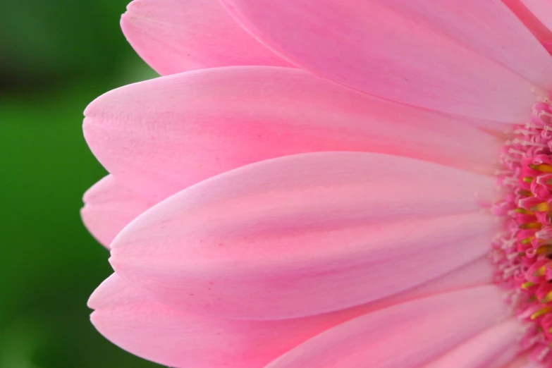 a large pink flower that has the middle section of a flower blossom