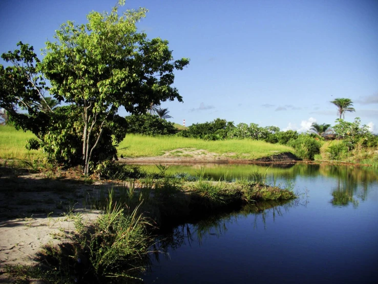 a view of water and trees from across the water