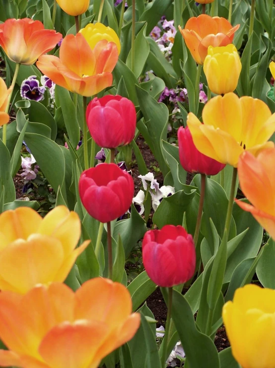 a bunch of different colored flowers and plants