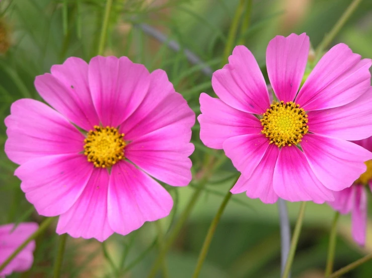 three bright pink flowers with a yellow center