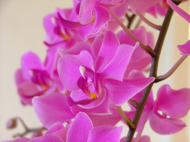 a bunch of pink orchids in a vase