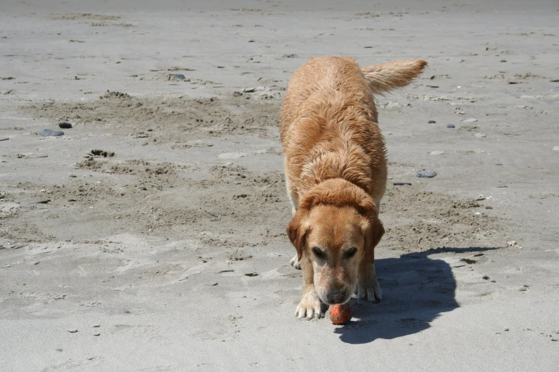 a large dog playing with an orange ball on the beach
