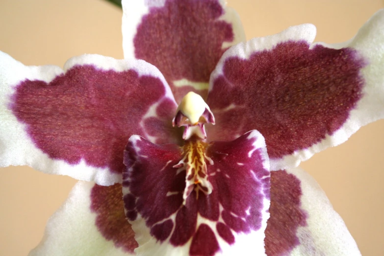 the large, spotted orchid flower in a close up s