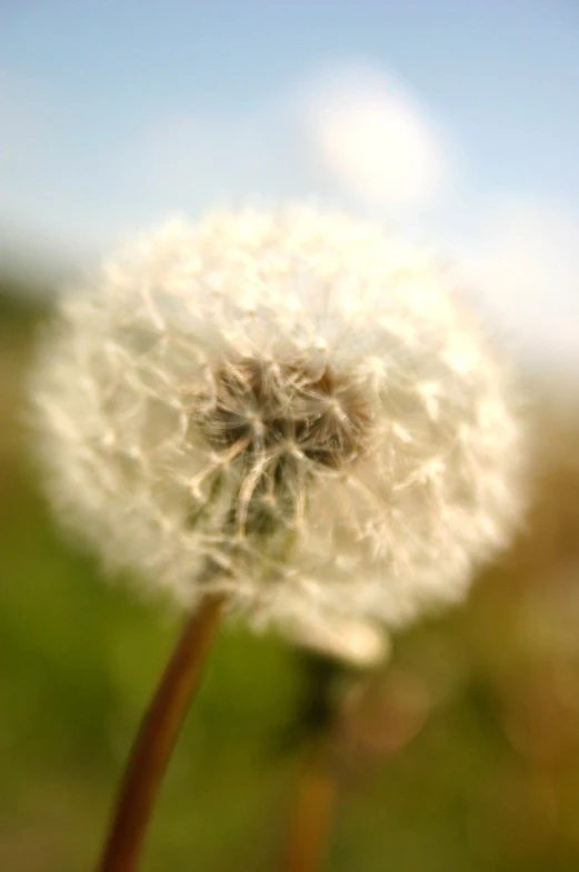 dandelion in the middle of a field is in full bloom