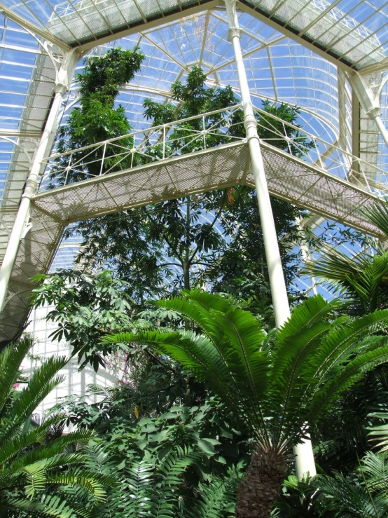 the inside of a greenhouse where many trees and plants grow