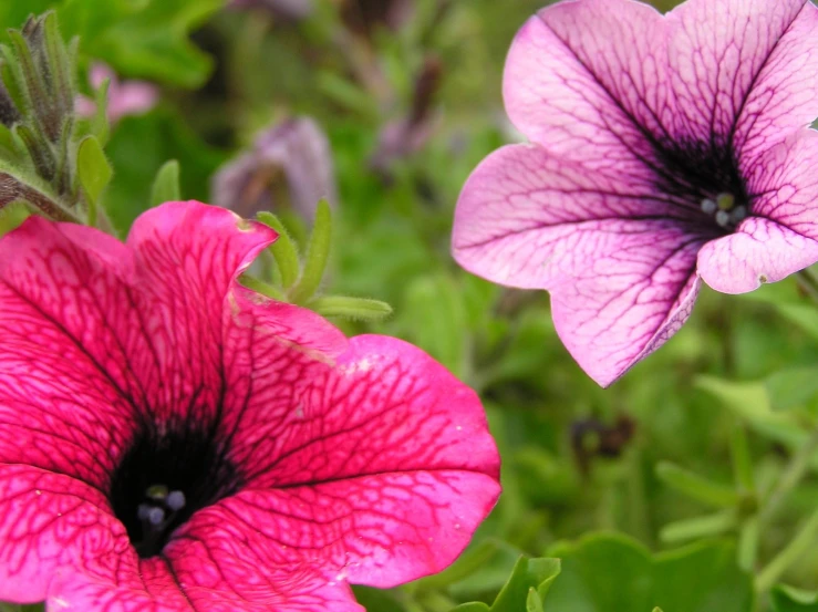 a purple and pink flower next to another purple flower