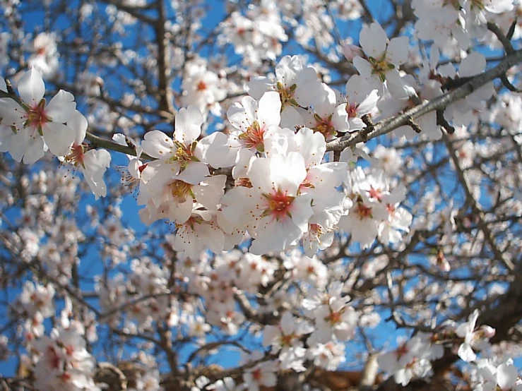 nches of the flowering cherry trees with white blossoms