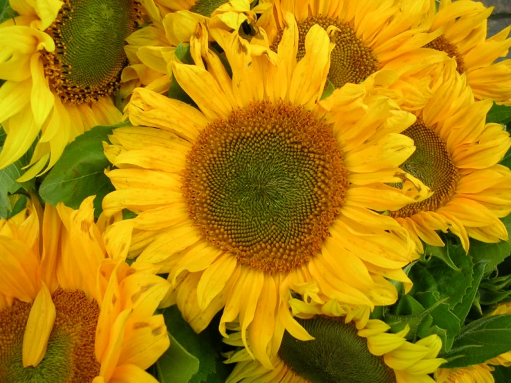 yellow sunflowers in bloom with the foliage in the foreground