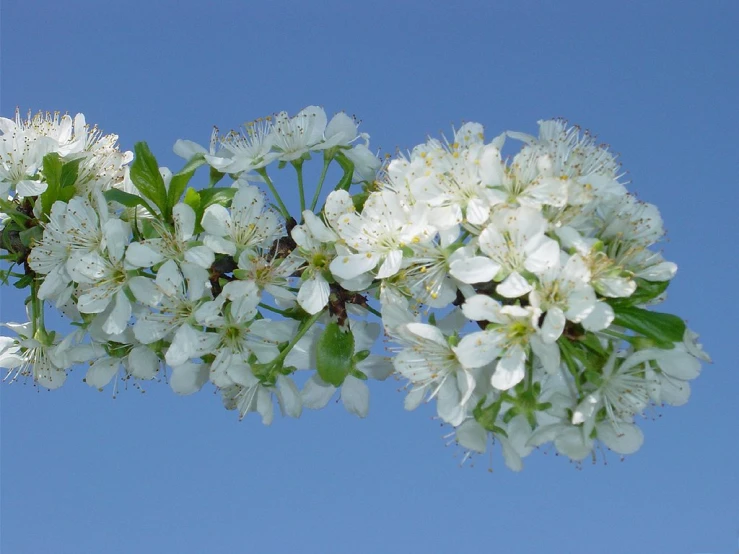 a cluster of flowers of a white flower with leaves in the background