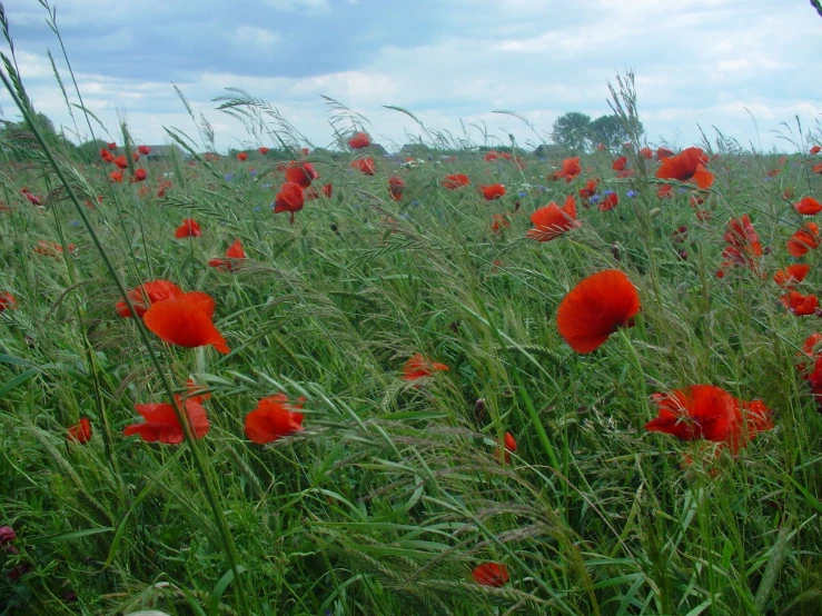 some red flowers are in tall grass