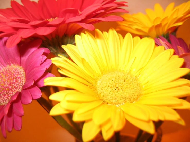 the colorful daisies have different sizes of petals