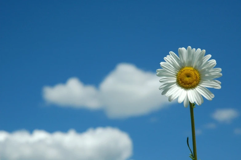 a single white daisy is blooming in a clear blue sky