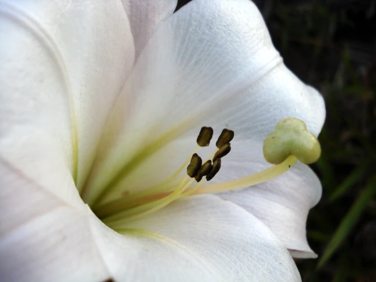 a white flower in the sun in a field