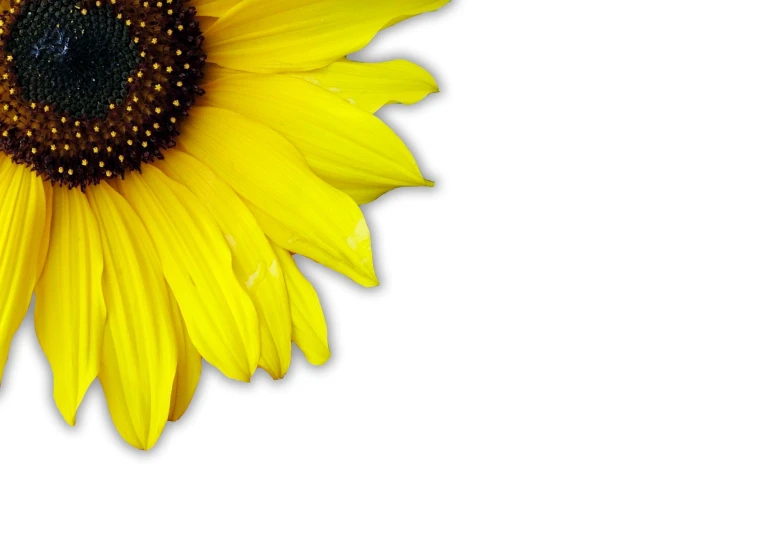 the sunflower is yellow with a black center