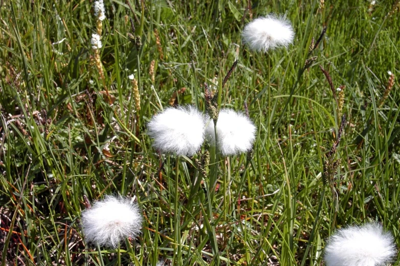 a cluster of white fuzzy dandelions sitting in a green grass field